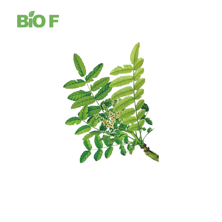 High Quality Boswelia Serrata Extract Boswellic Acid with 65% Boswellic Acid in Bulk