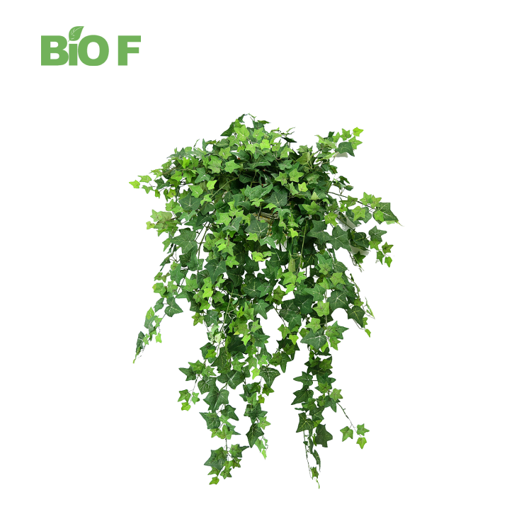 Wholesale Natural Pure Ivy Leaf Herbal Plant Extract Hederacoside C 10% Ivy Leaf Extract Powder