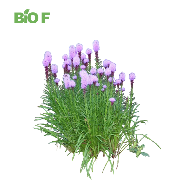 Top Quality 4% Chicoric Acid Echinacea Purpurea Extract Powder Best Selling