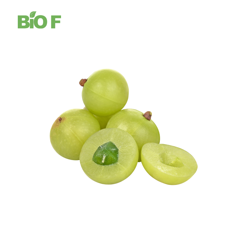 Pure Wholesale Phyllanthus Emblica Extract Fresh Amla Fruits 30% Polyphenols powder