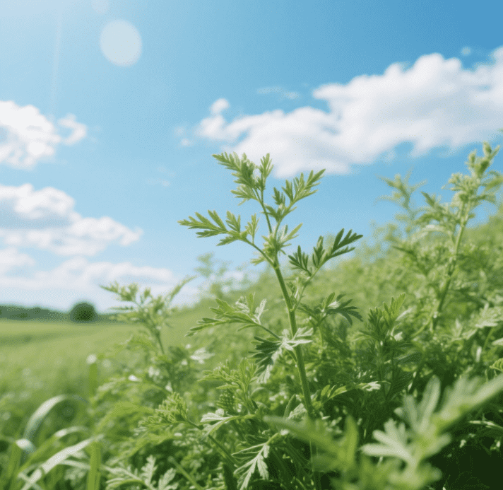 Artemisinin: Transforming Lives, One Discovery at a Time