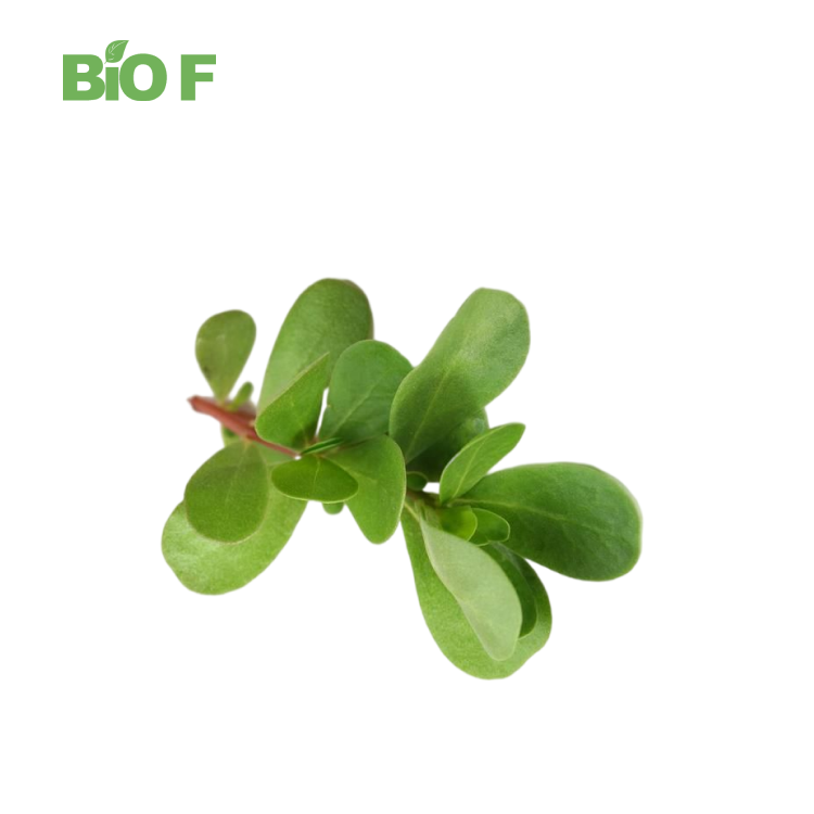 Best Price Bacopa Monnieri Extract Powder 50% Bacosides