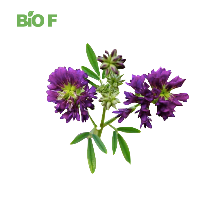Alfalfa Extract Powder Premium Quality Pure Natural Medicago Sativa Extract with Free sample