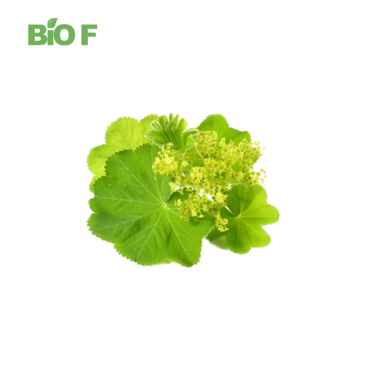 Free Sample 10:1 Lady’s Mantle Extract/Alchemilla Vulgaris Leaf Extract Powder