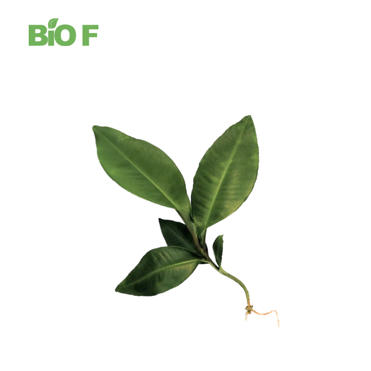 Natural Herb Extract 10:1 Kacip Fatimah Extract Powder for Sale