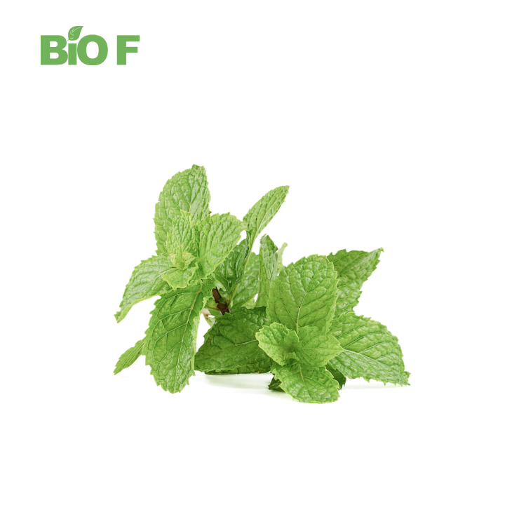 Hot Selling Pure&Natural Peppermint Extract Powder in Bulk
