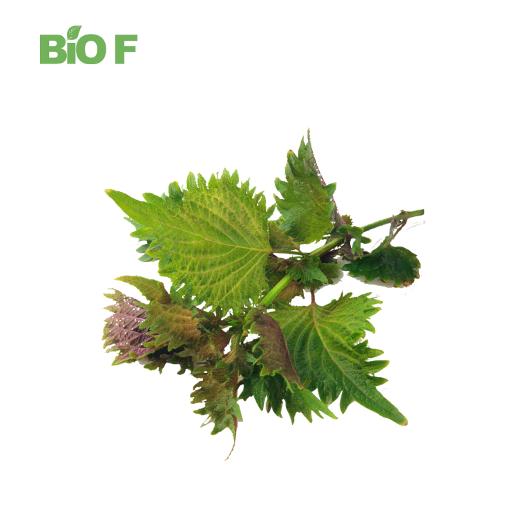 Natural Perilla Extract CAS 564-20-5 C16H26O2 Sclareolide White Powder with High Quality