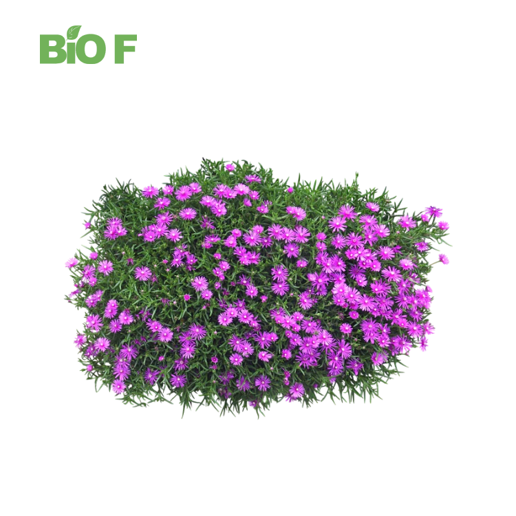 High Quality Herbal Extract 10:1 Kanna Sceletium Tortuosum Extract/ Kanna Extract Powder for Sale
