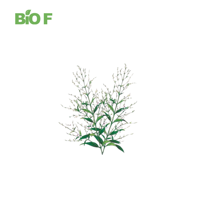 Herb Extract Andrographis Paniculata Extract Powder Andrographolide 10%
