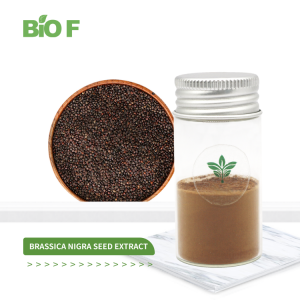 Premium Quality 10:1 Brassica Nigra Mustard Seed Extract with Competitive Price