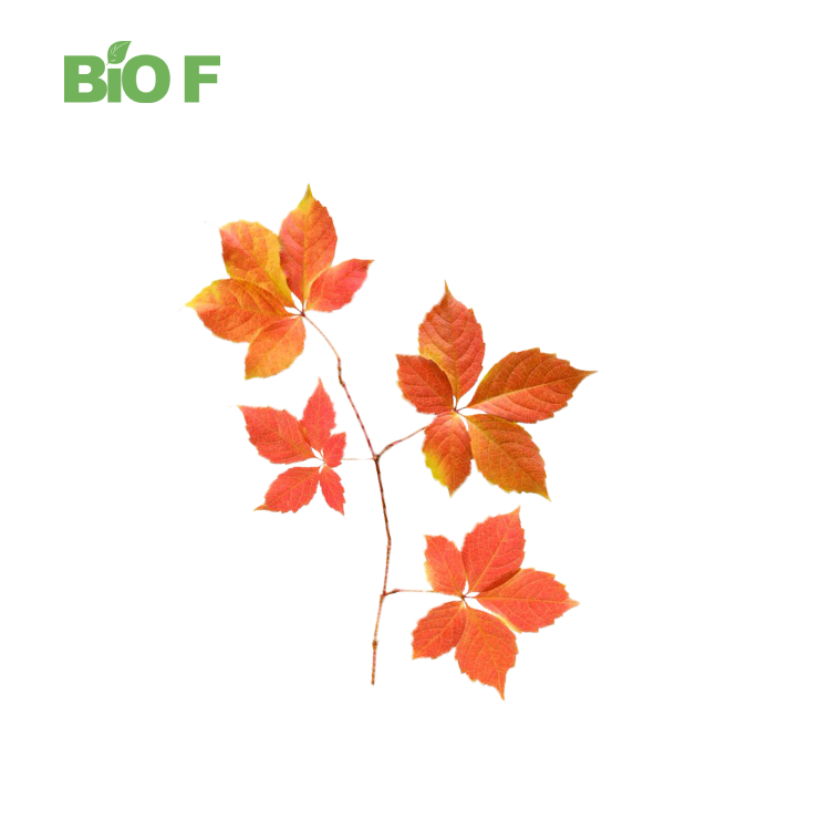 Top Quality Free Sample 10:1 Red Vine Leaf Extract Red Vine Leaf Powder
