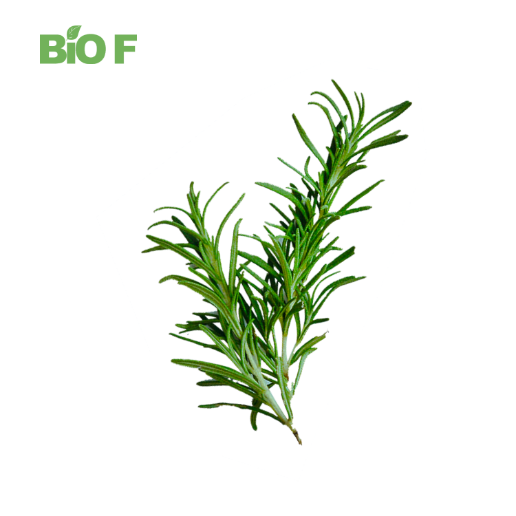 High Quality Rosemary Extract Powder Rosmarinic Acid 10%~98%