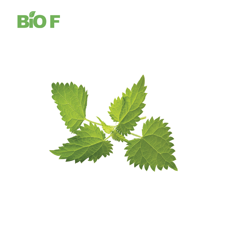 Hot Selling Health Care Supplement 20:1 Nettle Leaf Extract Powder