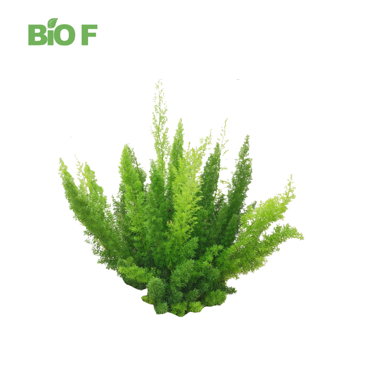 High Quality 10:1 Shatavari Root Extract Powder Tian Men Dong Extract Asparagus Racemosus Powder