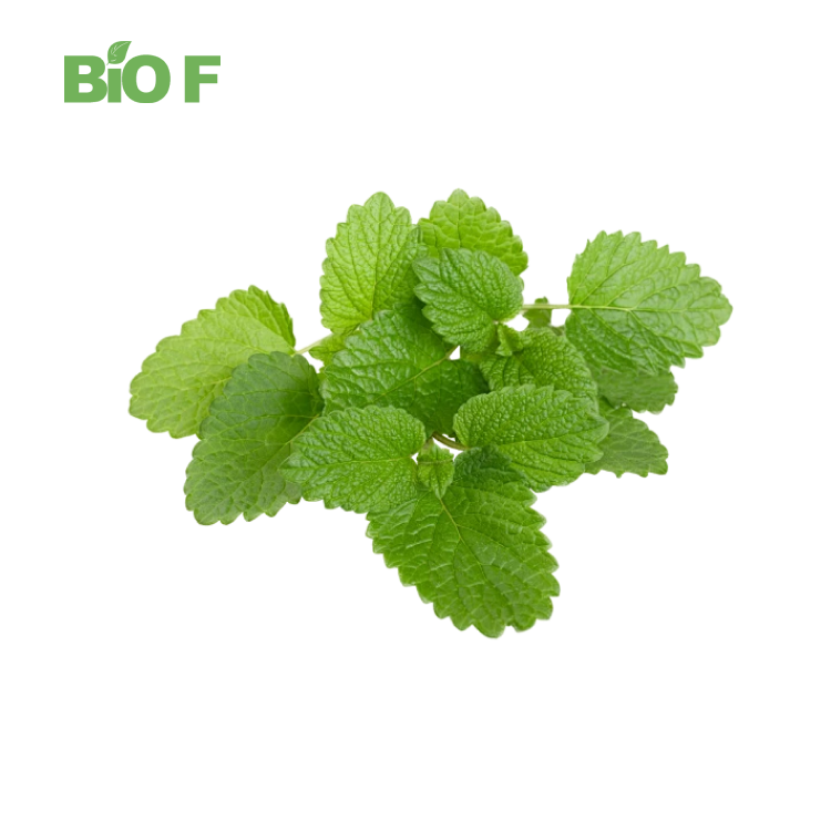 Natural Herb Melissa Officinalis Lemon Balm Extract Powder with Free Sample