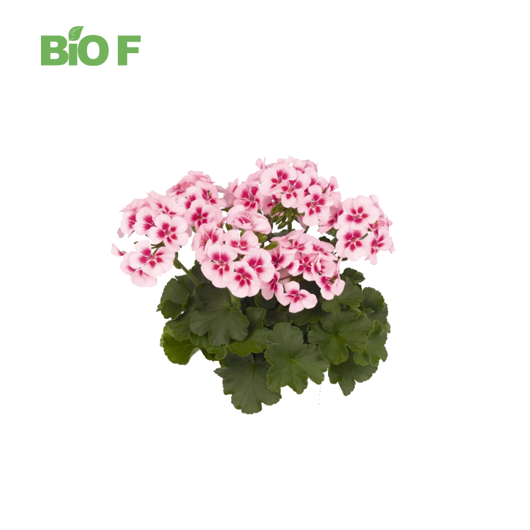 Top Grade High Quality Natural Geranium Leaf Extract Powder