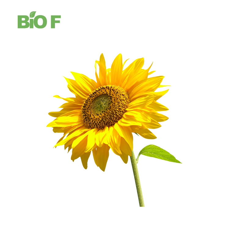 Natural 10:1 Sunflower Pan Extract Powder in Bulk