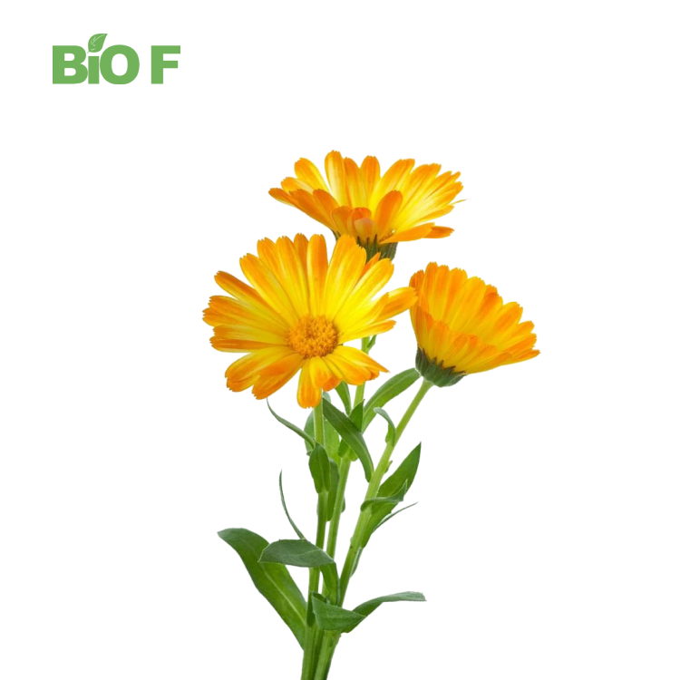 Natural Pure Marigold Extract CAS 472-70-8 1 % Zeaxanthin Powder/Beta-Cryptoxanthin Powder