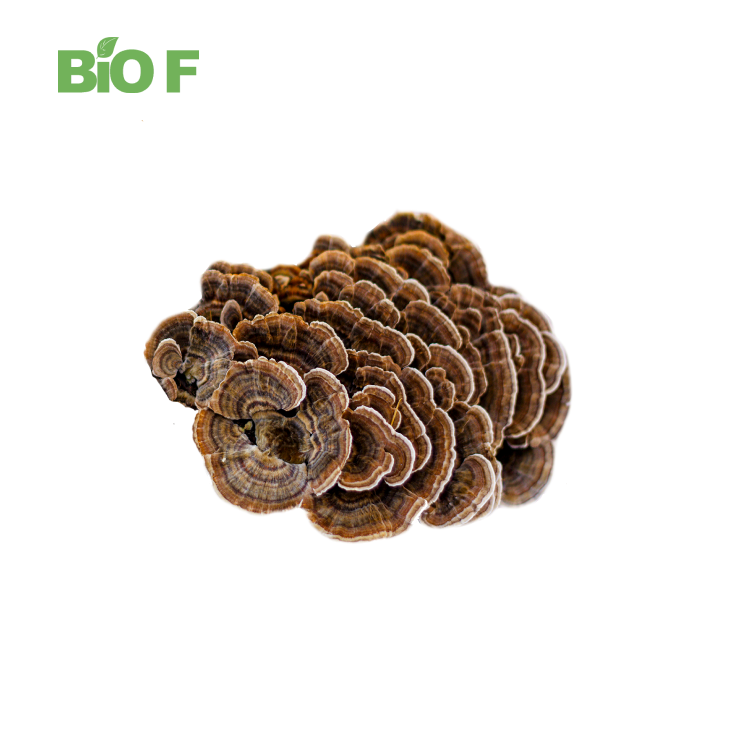 High Quality Turkey Tail Extract Powder in Bulk