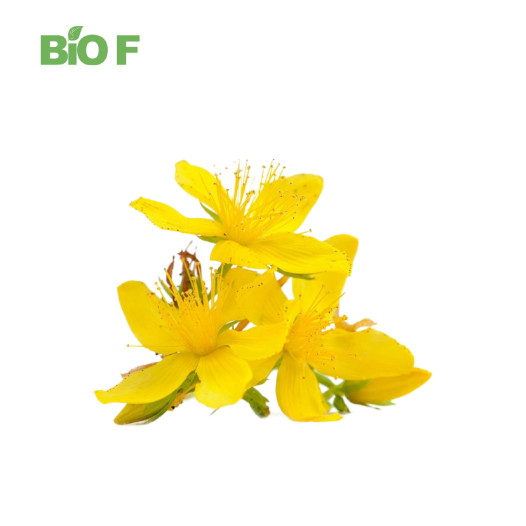 Best Quality Pure Natural Food Grade Hypericum Perforatum Extract in Bulk
