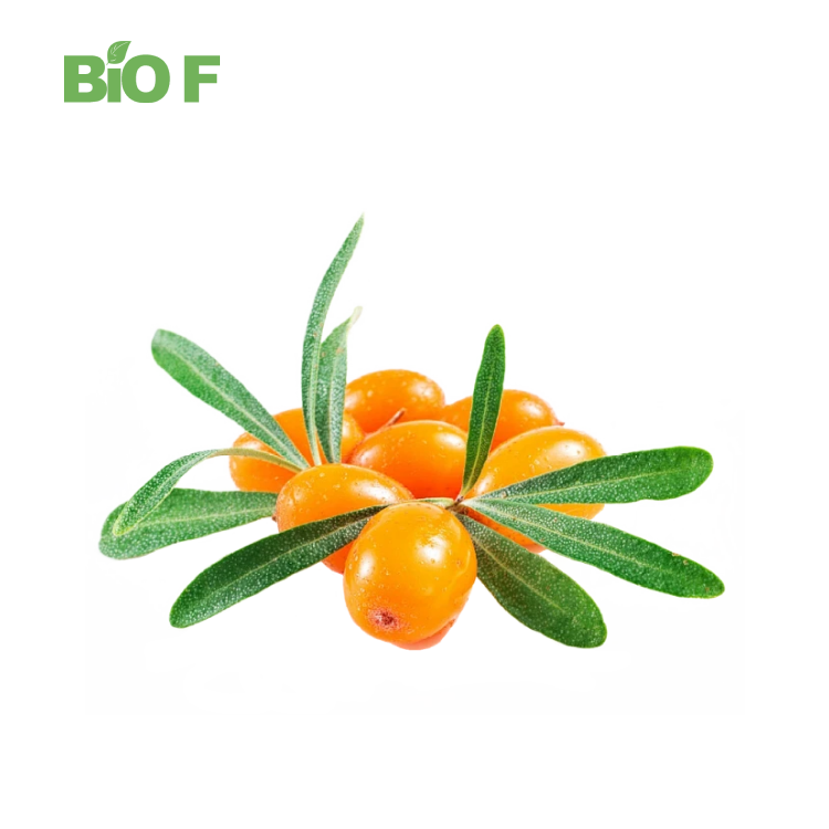 Sea Buckthorn Powder Sea Buckthorn Fruit Extract Powder in Bulk