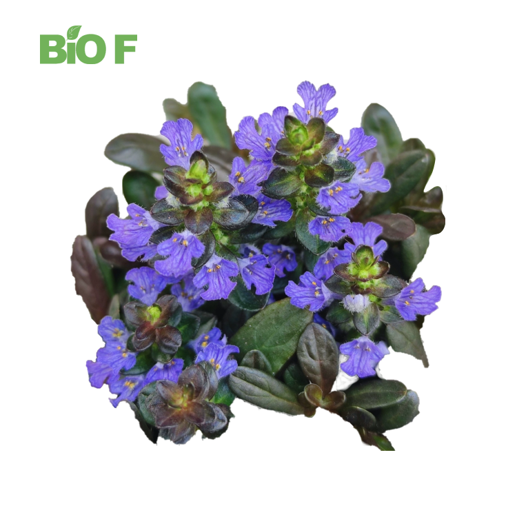 Hot Selling OEM Pure 2% Turkesterone Powder Ajuga Turkestanica Extract Powder