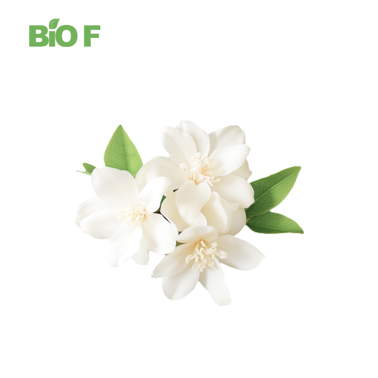 Whole Price High Quality Jasmine Flower Extract Powder in Bulk
