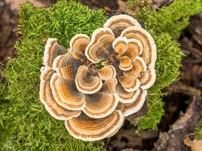 What is Turkey Tail Extract Good for?
