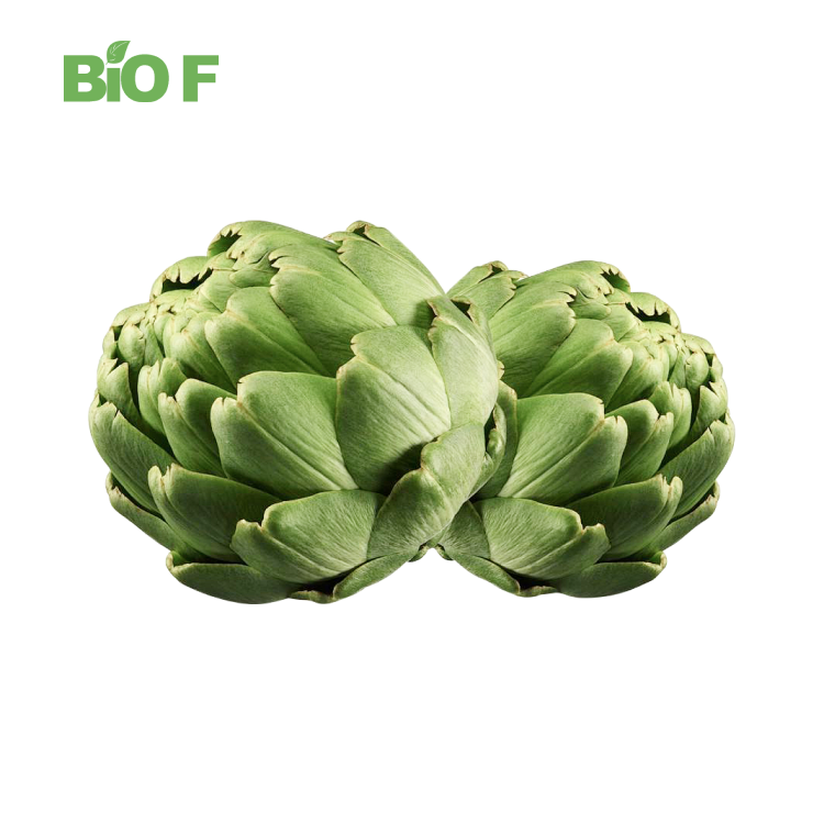 Wholesale Natural Artichoke Extract Powder Top Quality