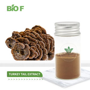 High Quality Turkey Tail Extract Powder in Bulk