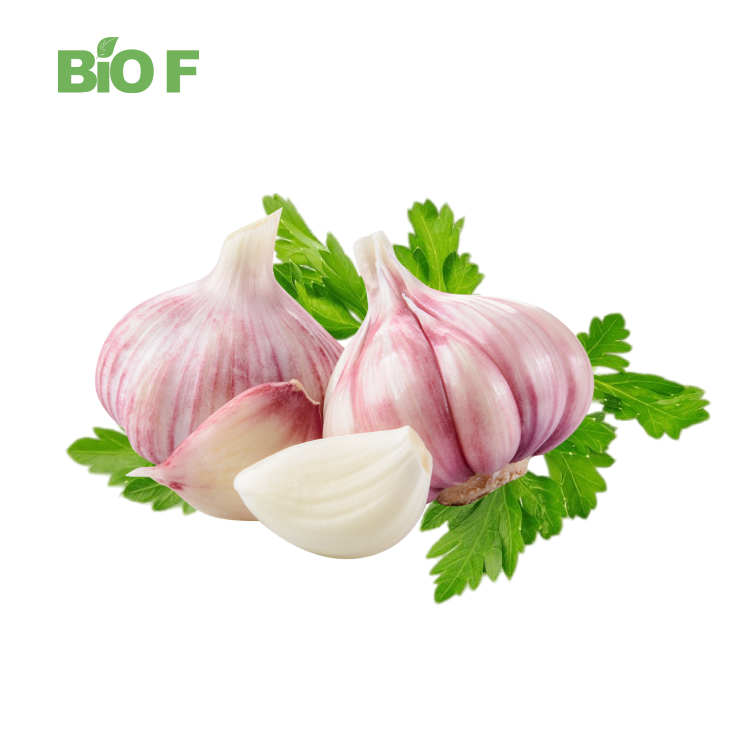 Natural Extract Allliin Price Aged Garlic Extract Powder 1% Allicine Powder Hot Sale
