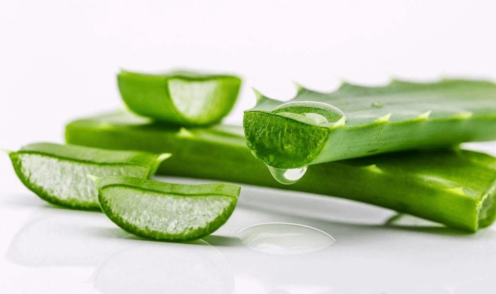 Discover the Wonderful World of Aloe Barbadensis Extract Powder